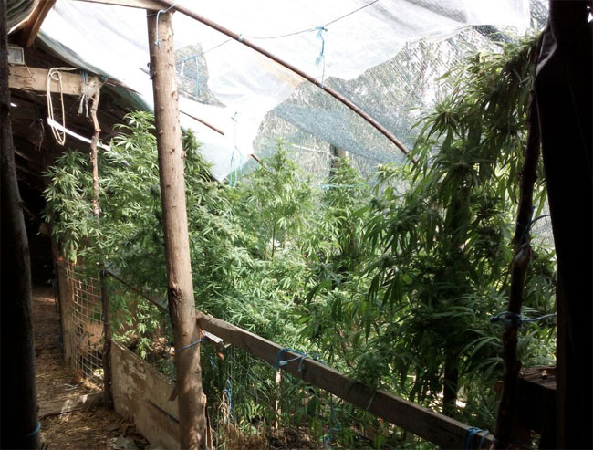 Ακόμη μια σύλληψη καλλιεργητή ναρκωτικών σε στάνη στο Αγρίνιο