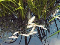 Ήπειρος: Νεκρά ψάρια στον ποταμό Καλαμά