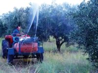 Ξεκινούν δολωματικοί ψεκασμοί για τον δάκο της ελιάς στην ΠΕ Αιτωλοακαρνανίας