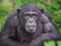Χιμπατζής έφυγε από το Αττικό Ζωολογικό Πάρκο – Τον σκότωσαν οι υπεύθυνοι