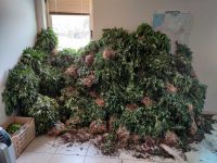 Συνελήφθη αρχηγικό μέλος της ομάδας που καλλιεργούσε φυτεία 4.325 δενδρυλλίων κάνναβης στην Ανδρίτσαινα