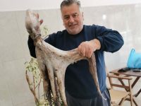 Χταπόδι 6,5 κιλών έπιασε ψαράς στην Πρέβεζα